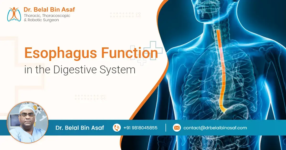 Esophagus Function in the Digestive System