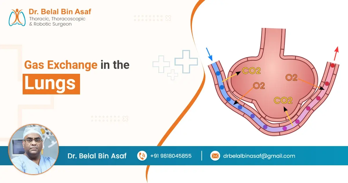 How are the lungs designed in human beings to maximize the area for exchange of gases